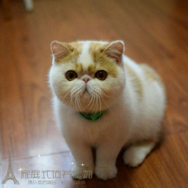 宠物猫咪异短加菲猫幼猫家养活体红虎斑纯种加菲异国短毛猫出售p