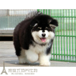 巨型熊版阿拉斯加幼犬活体纯种黑色灰红色阿拉斯加雪橇犬宠物狗g