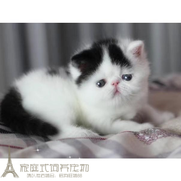 加菲猫宠物猫异国短毛猫家养纯种幼猫活体宠物加菲猫支持支付宝g