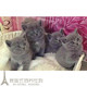 出售p 英短蓝猫活体宠物猫 CFA注册猫舍英国短毛猫 纯种蓝猫幼猫