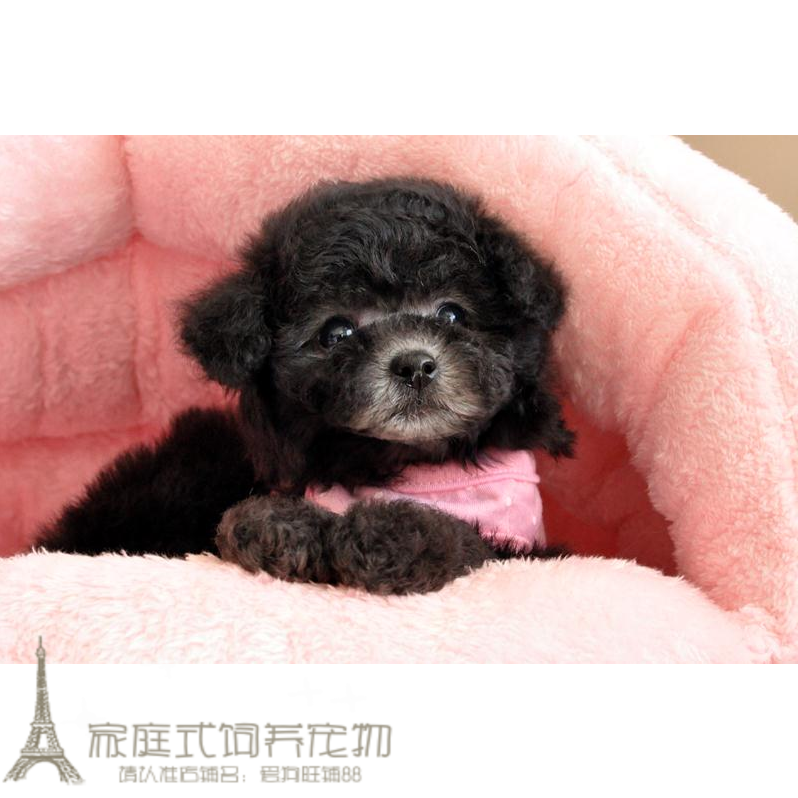 上海出售纯种灰色泰迪犬灰色茶杯犬灰色贵宾犬宠物狗幼犬活体g