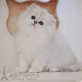 金吉拉幼猫纯种家养金吉拉长毛绿眼活体幼猫金吉拉猫宠物猫活体p