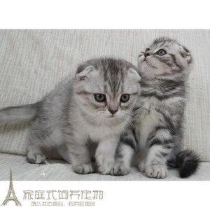 家养猫咪 美国短毛猫 虎斑折耳猫 银虎斑折耳 宠物猫活体幼猫g