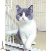 赛级蓝白宠物活体蓝白猫英短蓝白猫活体幼猫纯种英国短毛猫蓝白p