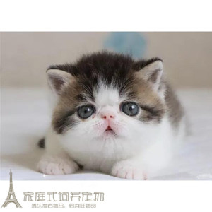 加菲猫宠物猫咪异国短毛猫家养纯种幼猫活体可爱加菲猫出售赛级g