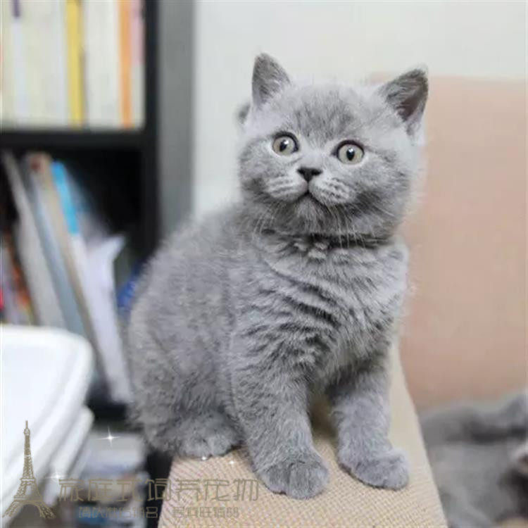 纯种英国短毛猫英短渐层蓝猫活体短毛立耳折耳宠物猫咪活体幼猫g
