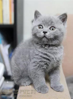 纯种渐层活体立耳英国短毛猫