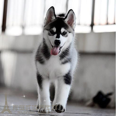 家养哈士奇纯种幼犬活体宠物狗宝宝黑色三把火西伯利亚雪橇犬p