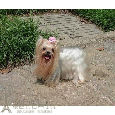 长不大茶杯体约克夏犬幼犬活体约克夏梗宠物狗金头银背血统纯正p