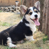 威尔士柯基犬纯种柯基活体宠物狗茶杯犬赛级柯基幼犬L001p