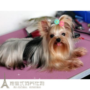 纯种赛级约克夏犬幼犬金头银背血统纯正小体型茶杯犬宠物狗活体g