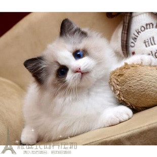 CFA猫舍出售布偶猫宠物猫活体幼猫宠物猫海豹双色大开脸p