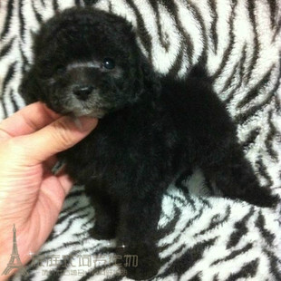纯种泰迪家养灰色泰迪幼犬活体宠物狗玩具体泰迪熊幼犬贵宾弟弟p