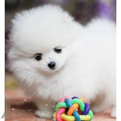 聪明甜美博美幼犬宠物狗狗家庭宠物活体支持支付宝健康有保障p