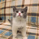 双血统纯种蓝白双色正八字英国 短毛猫宠物猫活体猫出售幼猫p