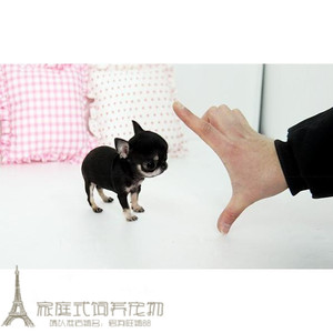 纯种吉娃娃幼犬苹果头大眼睛墨西哥茶杯幼犬宠物活体狗狗p