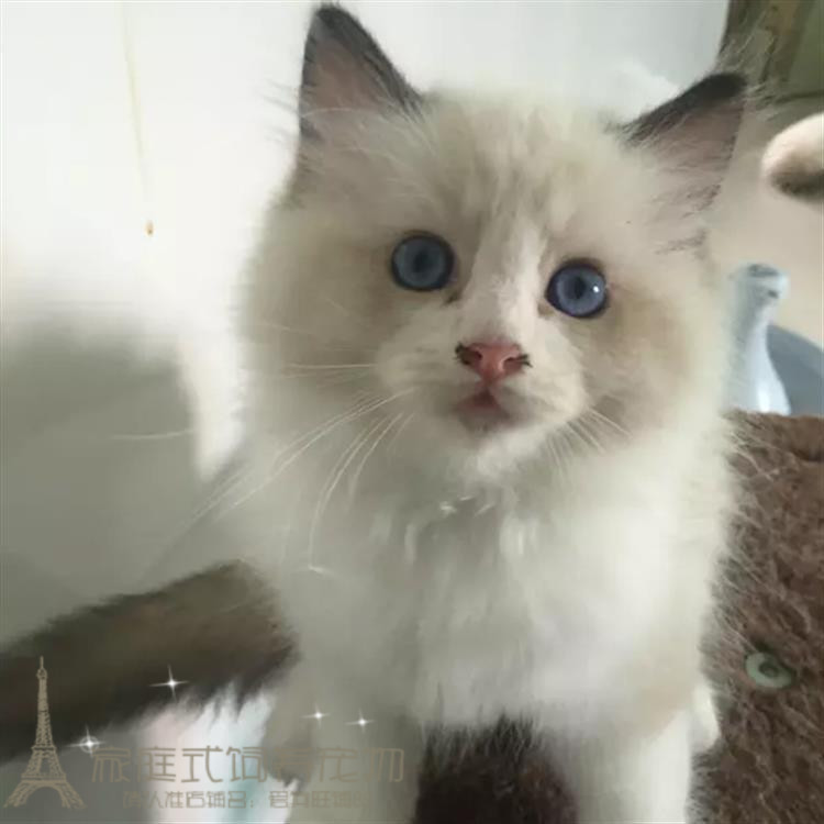 双血统蓝双色布偶猫幼猫出售 纯种活体宠物猫咪幼崽布偶小猫p