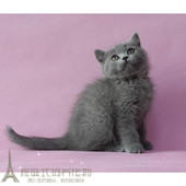 英国短毛猫英短蓝猫宠物活体宠物猫短毛猫宠物猫咪纯种猫p