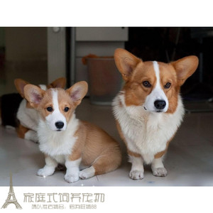 赛级包邮双血统威尔士柯基犬幼犬活体宠物狗肥肥的小短腿健康g