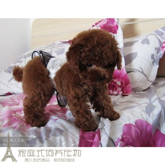 家养纯种赛级真正玩具型巧克力泰迪小深p