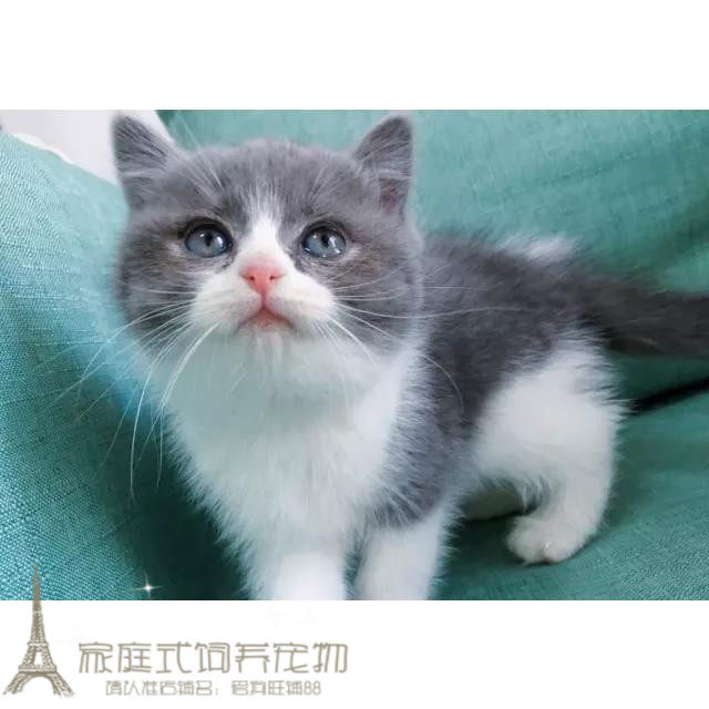 赛级出售英国短毛猫蓝白立耳猫英短蓝白八字脸可视频可上门淘宝p