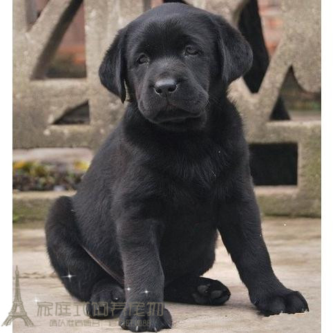 纯种黑色活体小孩拉布拉多幼犬