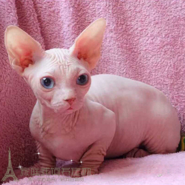 宠物猫活体小猫咪幼猫矮脚无毛猫 纯种芭比诺 斯芬克斯无毛活体p