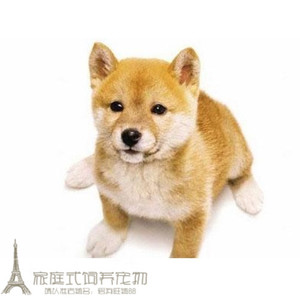 纯种秋田幼犬日本秋田犬忠心八公护家犬已疫苗和驱虫g