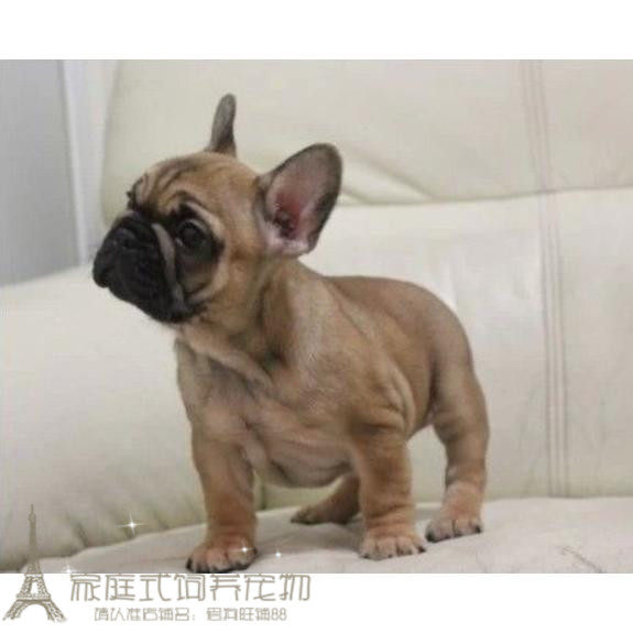 包邮红牛红色法国斗牛犬幼犬出售纯种红色法牛幼犬活体宠物狗p
