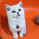 出售家养猫咪苏格兰折耳猫英短银渐层立耳猫宠物猫幼猫活体 包邮