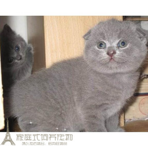出售英国短毛蓝猫活体小猫咪英短蓝猫折耳猫纯种家养蓝猫宠物猫g