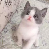 出售英短蓝猫宠物猫纯种英国短毛猫英短立耳蓝白折耳活体幼猫p