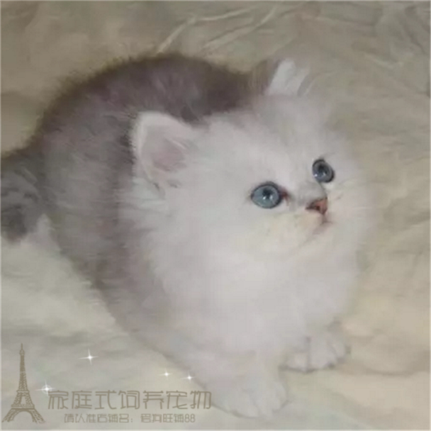 金吉拉幼猫家养金吉拉猫纯种幼猫长毛猫纯种金吉拉宠物猫活体g