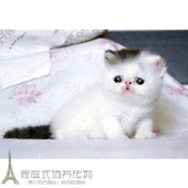 上海家养繁育加菲猫宠物猫异国短毛猫纯种加菲幼猫活体出售小猫p