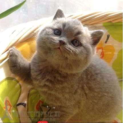 家养纯种英短猫咪英国短毛猫幼猫 英短蓝猫 银渐层猫 宠物活体p