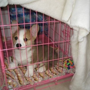 赛级 英皇专用宠物威尔士柯基犬幼犬活体宠物狗小型犬粗鼻线p 包邮