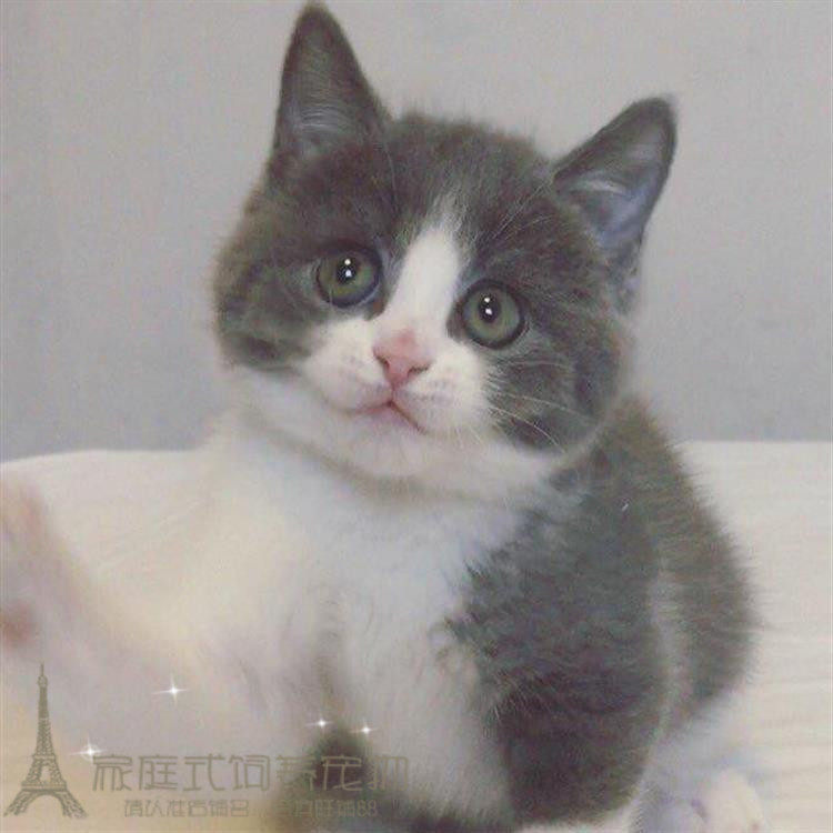 家养出售纯种蓝猫蓝白正八字粉鼻头英国短毛猫宠物幼猫活体p