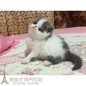 注册猫舍出售加菲猫宠物猫活体纯种异国短毛猫幼猫加菲猫活体p