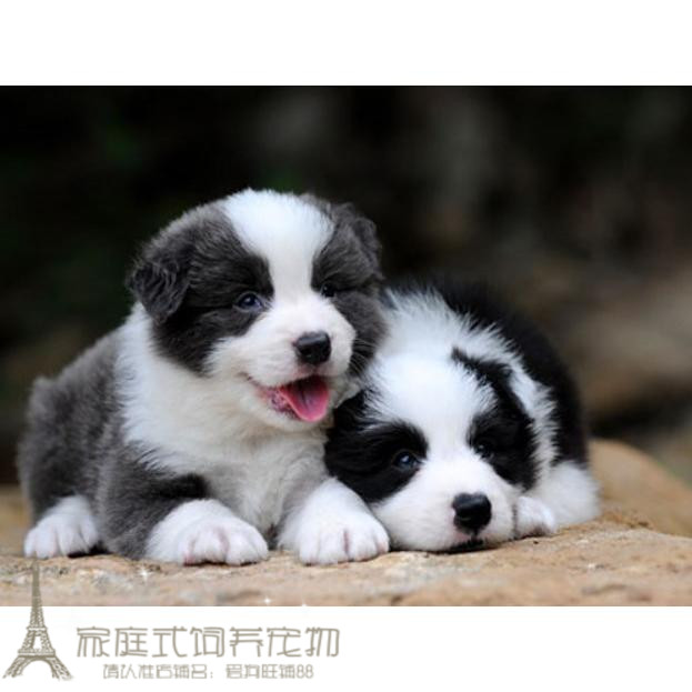 自家繁殖全到位边牧双血统黑白边境牧羊犬幼犬活体宠物狗g