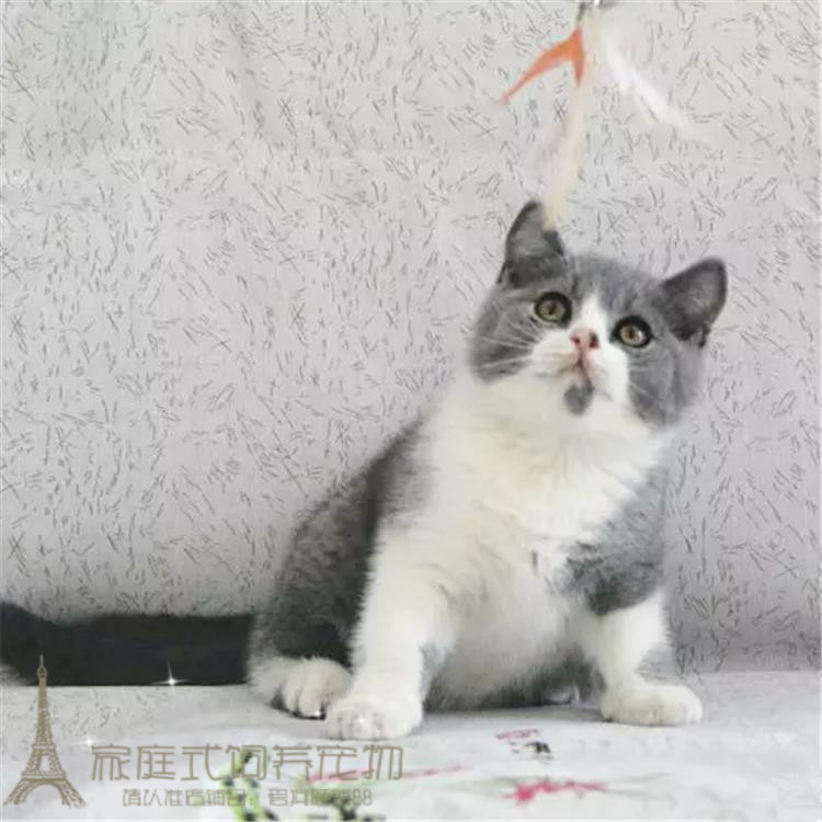 英短蓝白猫咪宠物猫幼猫英国短毛猫英短活体立耳正八立耳纯种g