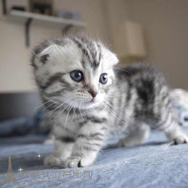 赛级活体苏格兰折耳猫美短银虎斑折耳猫幼猫幼崽活体宠物猫起司p