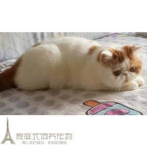 CFA注册猫舍加菲猫活体宠物猫异国短毛猫纯种加菲猫幼猫活体g