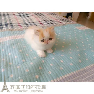 上海家养繁育加菲猫宠物猫异国短毛猫纯种加菲幼猫红白梵文加菲g