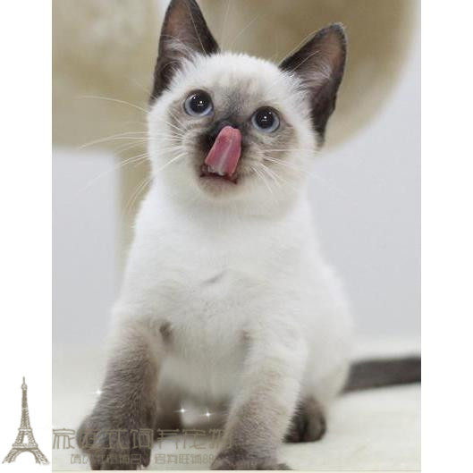 纯种宠物猫泰国暹罗猫幼猫暹罗猫活体幼猫可以遛的宠物猫p