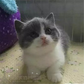 出售蓝猫宠物活体蓝白猫英短蓝白猫活体幼猫纯种英国短毛猫蓝白p