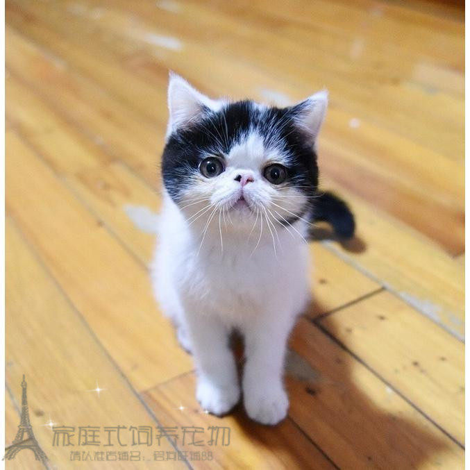 赛级家养血统奶牛色小加菲猫海盗船长异国短毛猫幼猫纯种宠物猫p