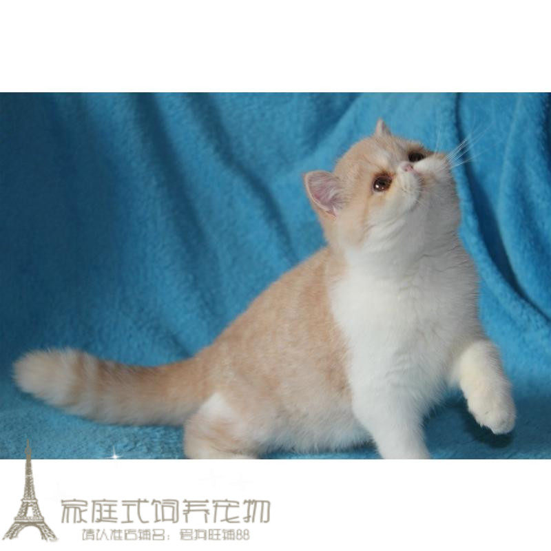 宠物猫咪异短加菲猫活体红虎斑加白纯种加菲异国短毛猫幼猫幼崽p