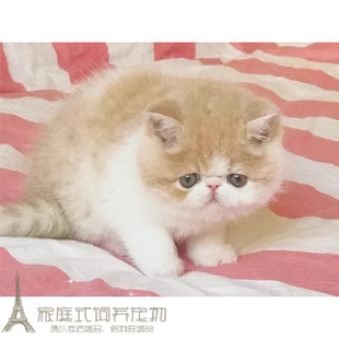CFA注册猫舍出售加菲猫幼猫活体异国短毛猫纯种加菲幼猫活体p