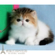 注册猫舍出售波斯猫宠物猫异国长毛猫纯种波斯幼猫活体加菲猫p