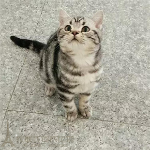 包邮 美国短毛猫美短银虎斑标斑宠物猫幼猫咪活体纯种健康萌宠